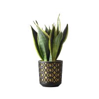 aztek czarno zÅ oty