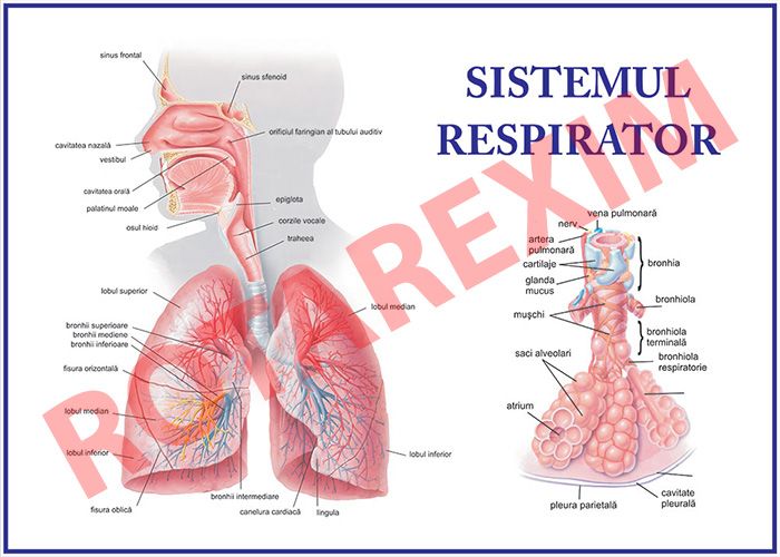 Sistemul respirator