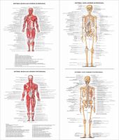 Set postere Sistemul Osos și Muscular